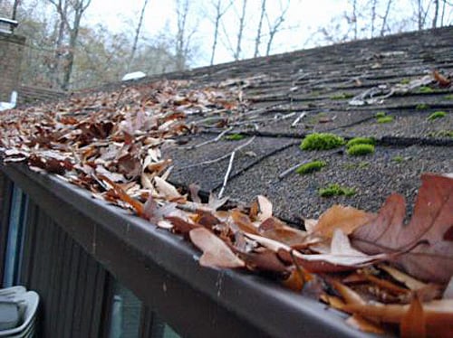 leaves in gutter