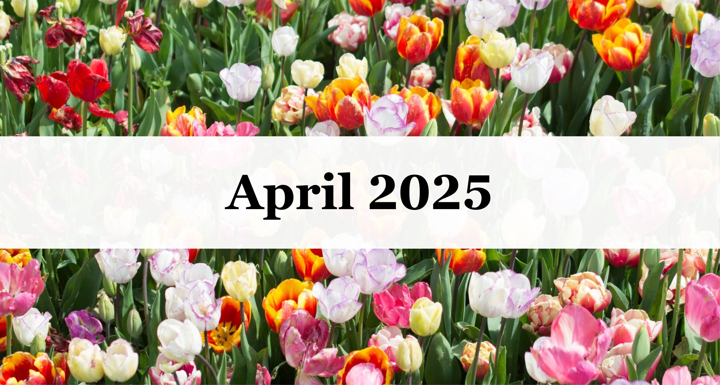 Our April 2025 Newsletter Our April 2025 Newsletter