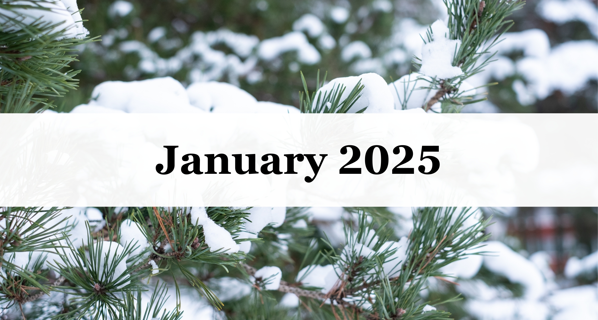 Our January 2025 Newsletter Our January 2025 Newsletter
