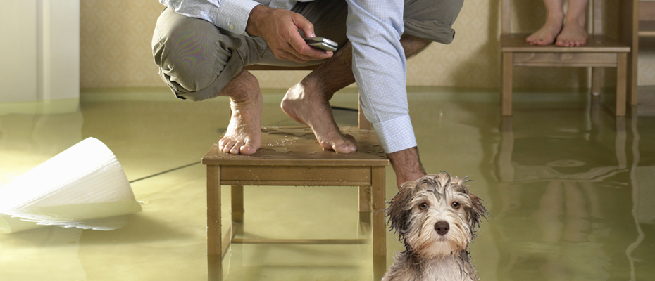 8 Tips to Prevent Mold under Water Damaged Carpets 8 Tips to Prevent Mold under Water Damaged Carpets