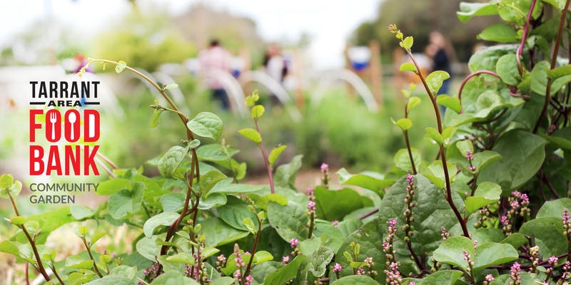 Tour the Tarrant Area Food Bank’s Community Garden
