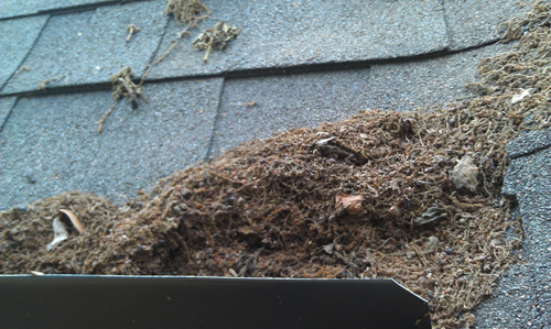 Mother Nature is Trying to Eat Your House! Medford Design-Build