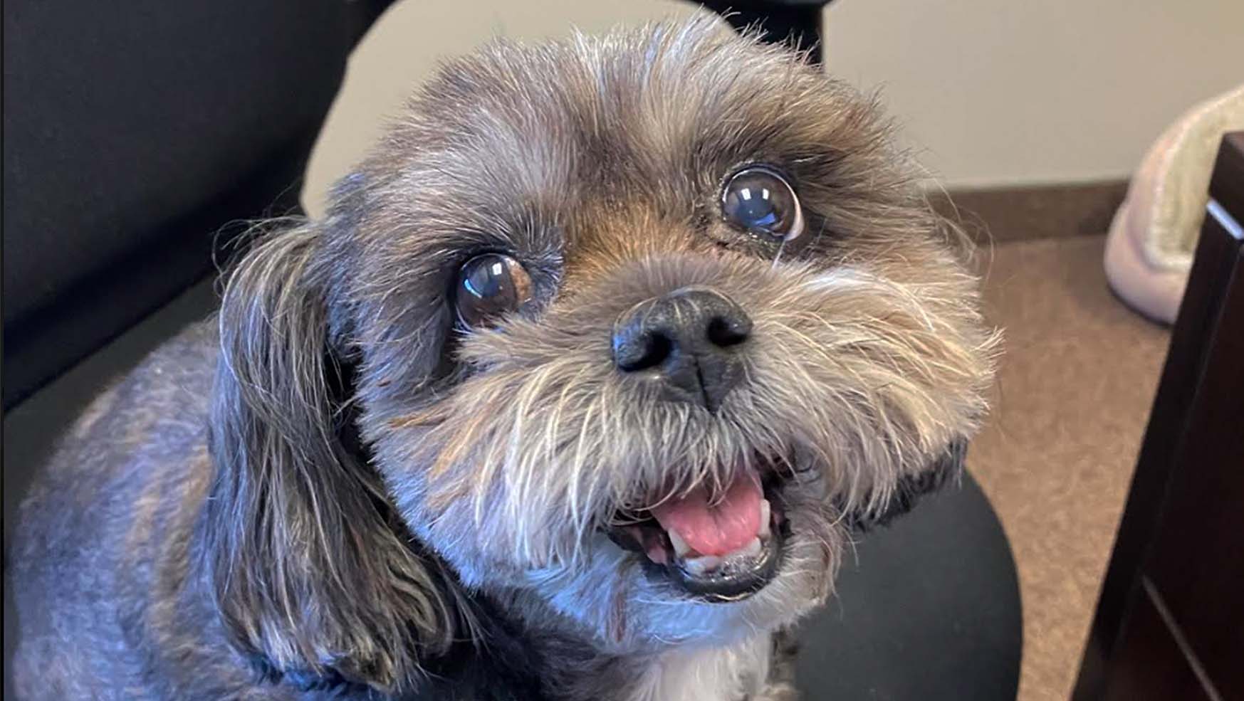 Sweetie’s Top 8 Tail-Wagging Remodeling Features