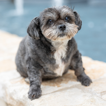 Sweetie (In Memoriam)