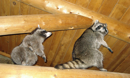 Raccoons in the attic
