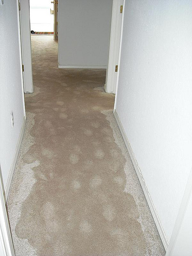 flood-clean-up-carpet